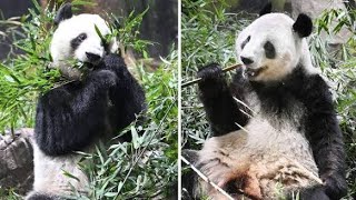 📢【最新ニュース】“パンダ空白”が続く日本🐼 日中関係の行方で再来は実現するのか？🇯🇵🌏