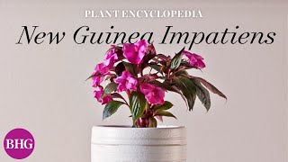 Everything You Need to Know About New Guinea Impatiens | Plant Encyclopedia | Better Homes & Gardens