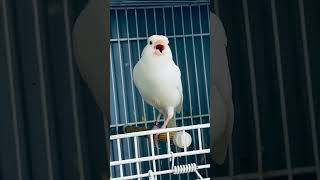 Download lagu Beautiful canary singing #canariobelga #birds #kenari #canario #canary mp3 Download lagu Beautiful canary singing #canariobelga #birds #kenari #canario #canary mp3