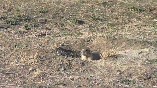 Prairie dog in Badlands National Park
