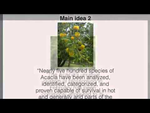 Yellow Acacia Blossom