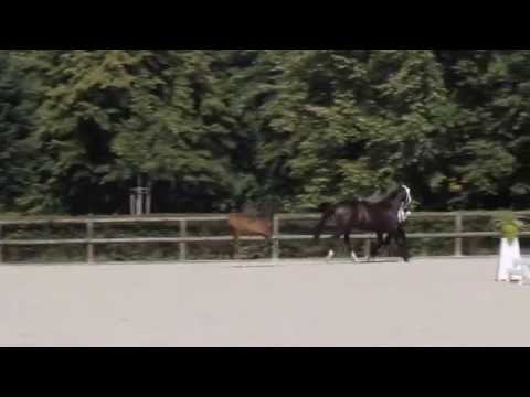 Fohlenchampionat 2015 in Graditz