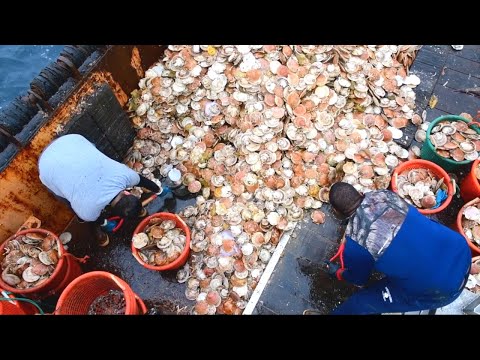 Next Level Scallop Fishing | Hundreds Tons of Scallop Processing inside Factory