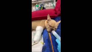 PLEASE WE ARE 2,000 away from our goal for Goldie URGENT!! PLEASE WE ARE 2,000 away from our goal for Goldie URGENT!!
