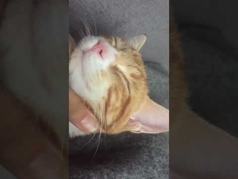 Milo krijgt lekker massage😇😍 Milo gatse A nice massage😍😇