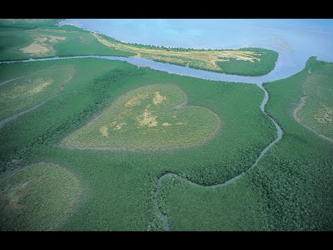 " Intro BAL au MAJESTIC " - ROYAL BAND Live Janv .1999