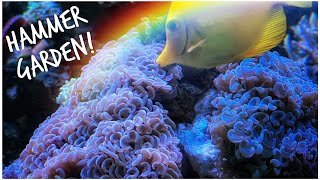 We Create an Awesome Hammer Garden for #reefzilla - 180 Gallon Custom Mixed Reef Tank