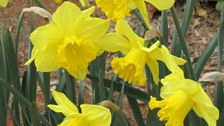 preview picture of video 'Daffodils for Pendleton 225'