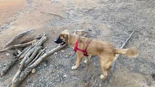 Anatolian Shepherd Puppies Videos