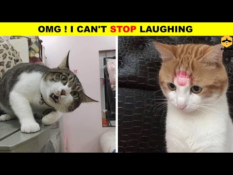 OMG ! THESE CATS ARE REALLY FUNNY | cat and dog | shibee