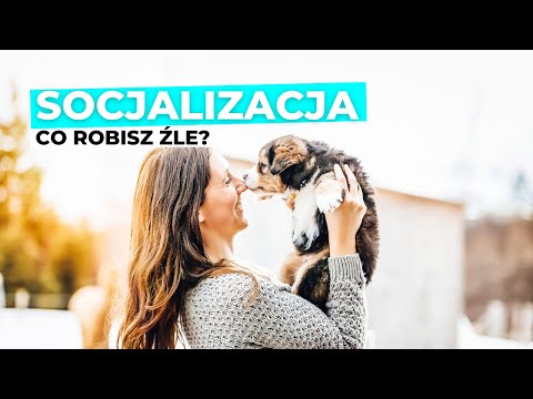 Najczęstsze błędy w socjalizacji SZCZENIAKA