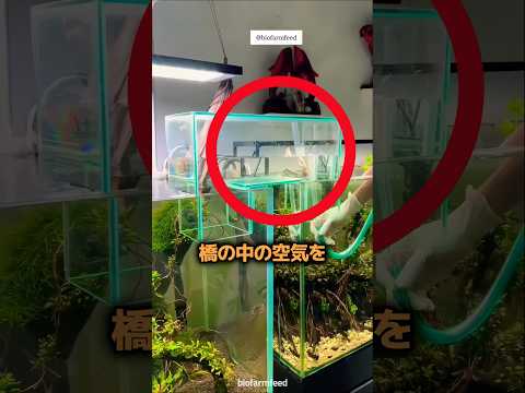 二つの水槽をつないだ天才的な方法 🐠