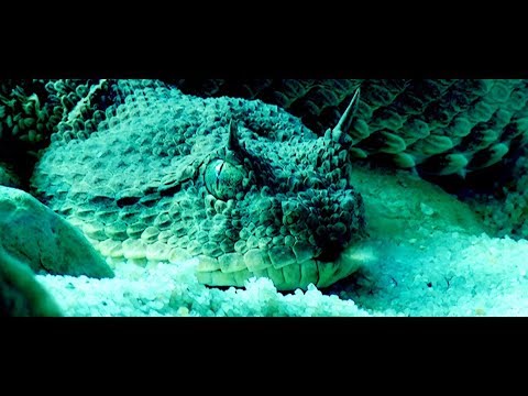 video frame placeholder