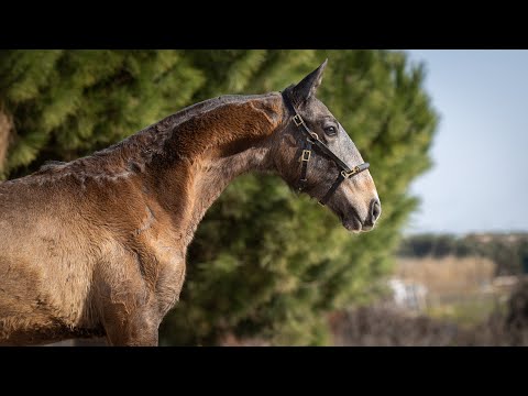 Horse for Sale  |  1YO piro free colt sired by Jasmim Plus (Ref#708)