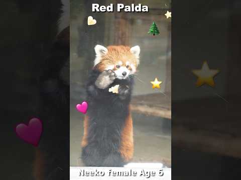 youtube-動物記事1970/01/01 09:00:00