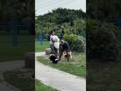 Another day at the dog park