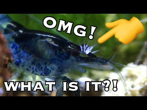 Shrimp Parasite - Scutariella Japonica