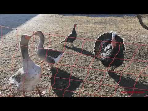 LE OCHE STARNAZZANO E IL TACCHINO GLO GLOTTA. - GIOV.  20 - 1 -  2022.