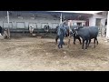 Buffalo Mating