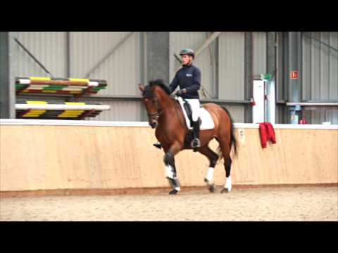 Dressage rider and trainer Matt Hicks helps you understand how to ride travers