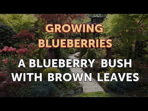 How to Grow Hydroponic Blueberries in Florida