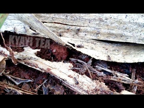 Enkuyege Zikubidde Omuntu Enduulu Ziwulire