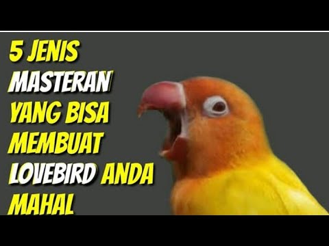 download lagu mp3 mp4 Manfaat Masteran Walang Kecek, download lagu Manfaat Masteran Walang Kecek gratis, unduh video klip Manfaat Masteran Walang Kecek