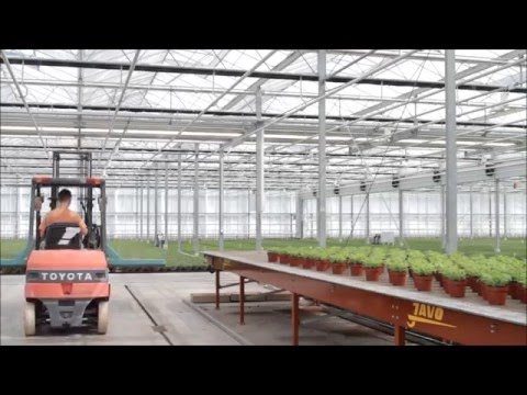 Convoyeur de tri Javo JOR - rapide et efficace pour pots et plateaux - capacité jusqu'à 3000 pots/heure_5