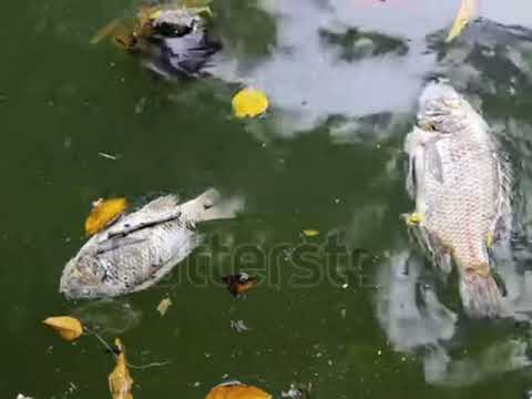 Biodiversity Video by Akshaj