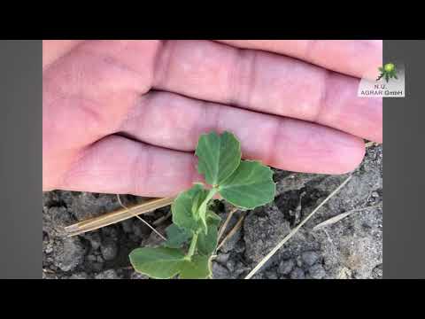 150. Feldexkursion: Mais drillen und erste Schädlinge in Leguminosen; NU Agrar, 23.04.2020