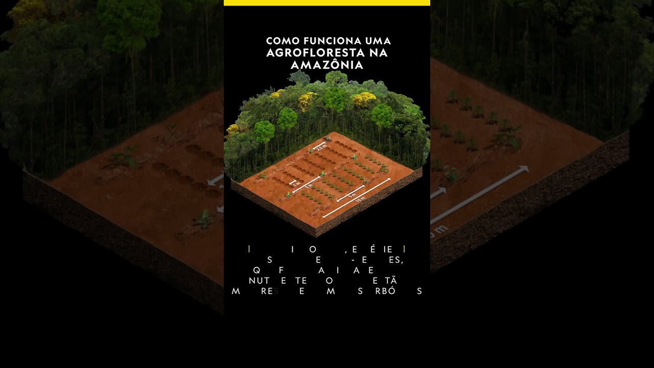 Como funciona uma agrofloresta na Amazônia? | Curiosidades NatGeo #Shorts