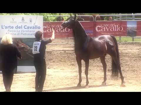 Sabea Al Sahrra 2016