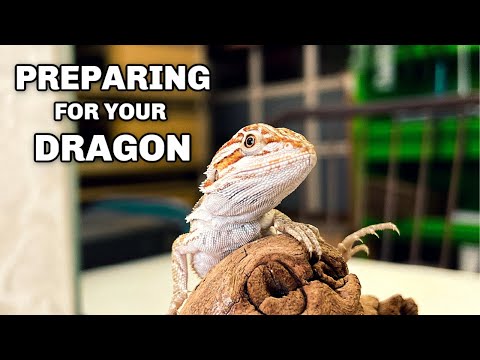 New Bearded Dragon Checklist // Feeding, Housing, Lighting - For Beginners