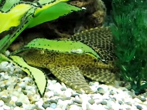 донные аквариумные рыбки. Сом парчовый птеригоплихт. разновидности аквариумных сомиков