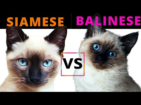 Siamese Cat VS Balinese Cat / Breed Comparison / Which One Should You Choose?