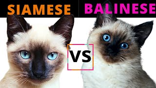 Siamese Cat VS Balinese Cat / Breed Comparison / Which One Should You Choose