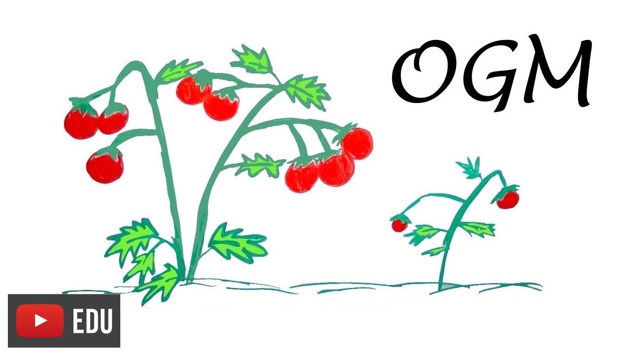 Genetic improvement of Plants!