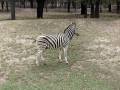 Zebra At Western Plains Zoo Dubbo Australia