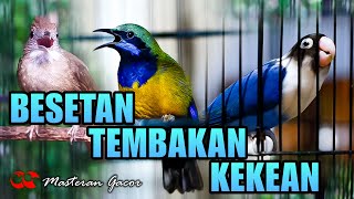 Download lagu KAPAS TEMBAK-CUCAK CUNGKOK-LOVEBIRD ! MASTERAN FULL TEMBAKAN GACOR AUDIO JERNIH COCOK BUAT MURAI mp3