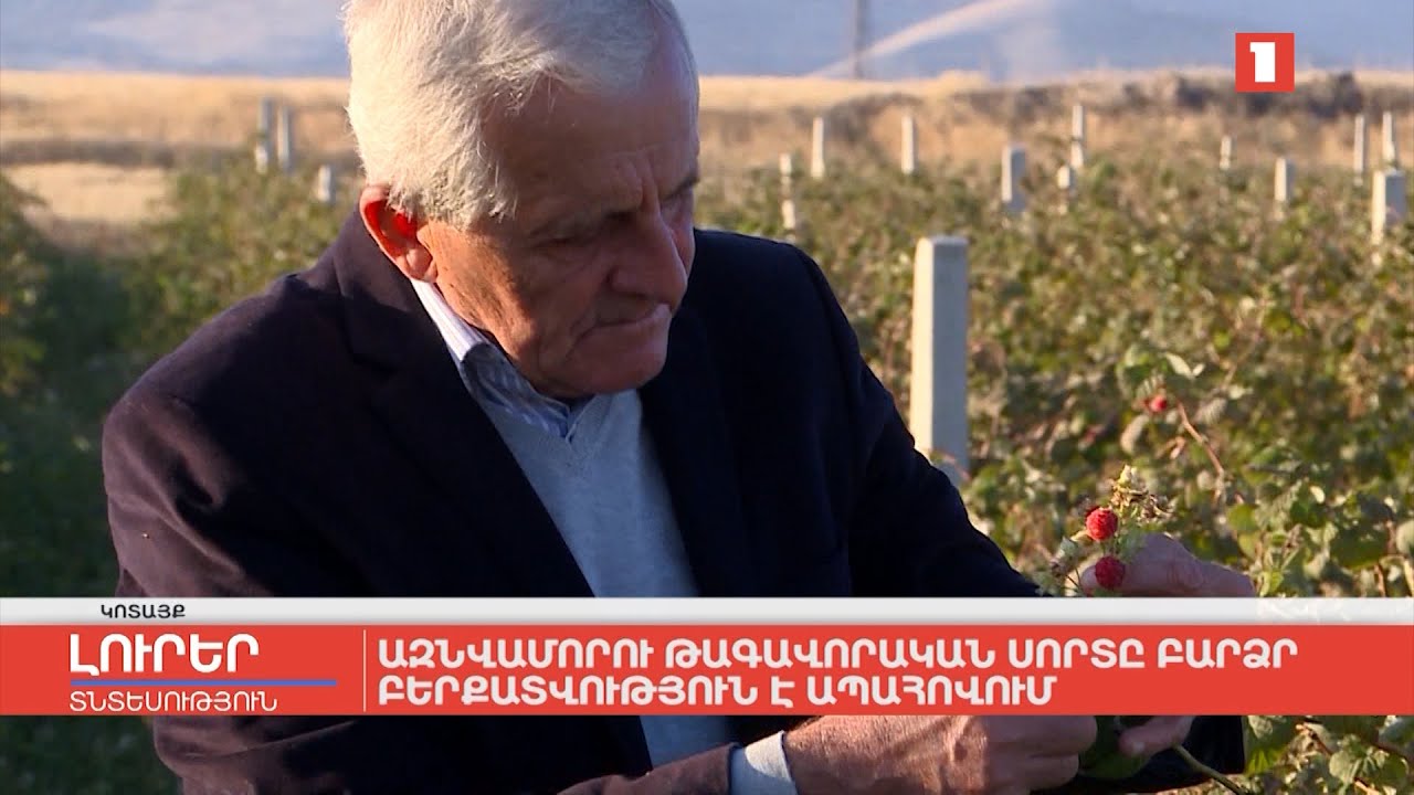 Ազնվամորու թագավորական սորտը բարձր բերքատվություն է ապահովում