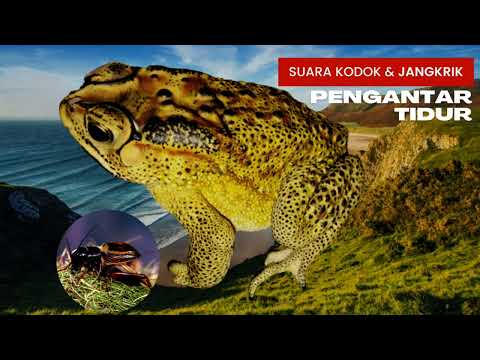 Suara Kodok dan Jangkrik Pengantar Tidur