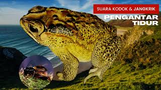 Download lagu Suara Kodok dan Jangkrik Pengantar Tidur mp3
