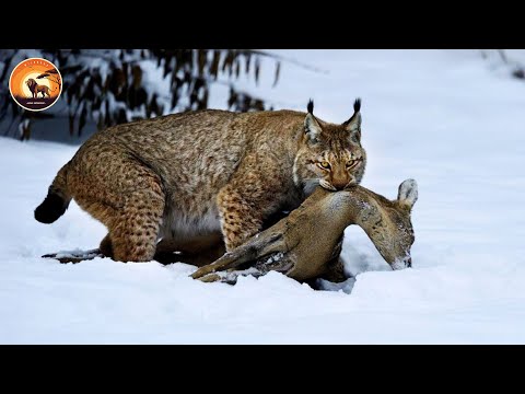 The Deadliest Wild Cat Attack Ever Filmed | Animal Documentary