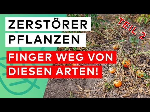 These 10 plants are destroying your garden: Part 2