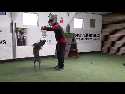 2 Year Old Reactive Staffy / Staffordshire Terrier Dog Training