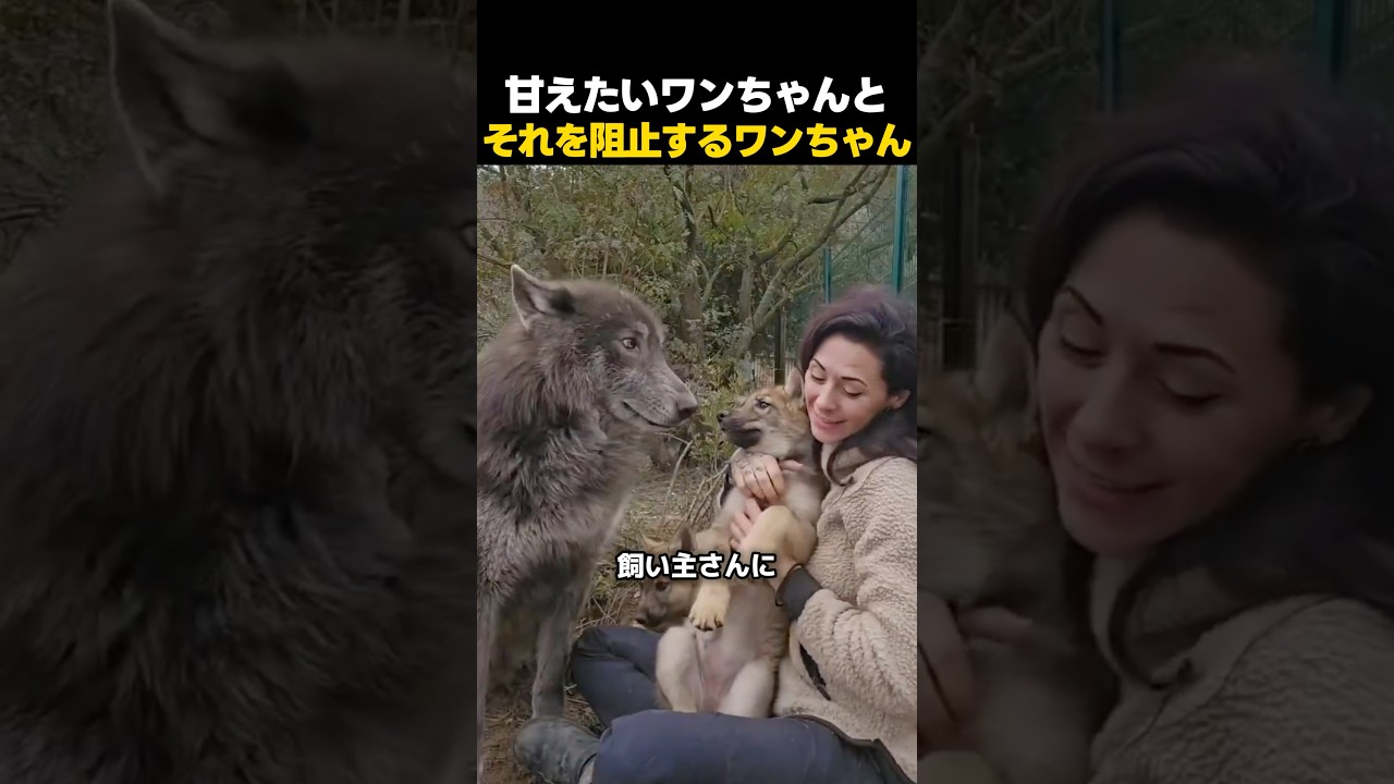 赤ちゃんドッグに怒られて拗ねちゃうウルフドッグ