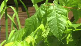 Poison Ivy: A Plant to Avoid