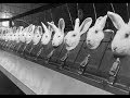 Animal Welfare In Nazi Germany