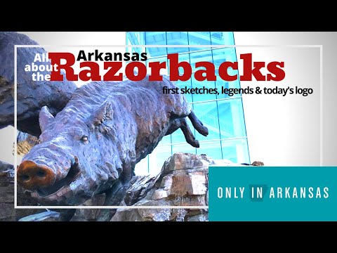The Evolution of the Arkansas Razorback - Only in Arkansas