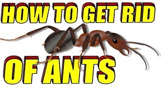 How To Get Rid of Ants Naturally in Your House, Garden & Yard
